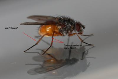  Phaonia subventa (Harris, 1780)