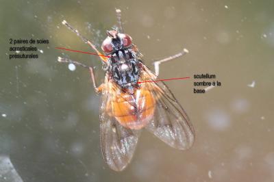  Phaonia subventa (Harris, 1780)