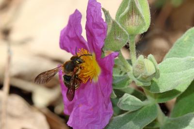  Rhodanthidium septemdentatum (Latreille, 1809)