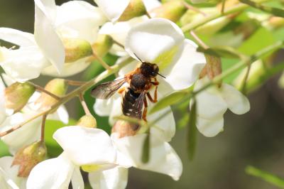  Rhodanthidium septemdentatum (Latreille, 1809)
