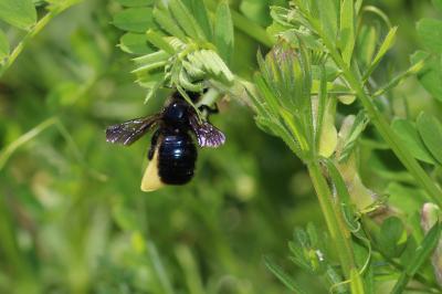 Xylocope irisé Xylocopa iris (Christ, 1791)