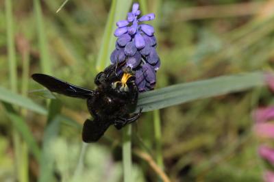  Xylocopa Latreille, 1802
