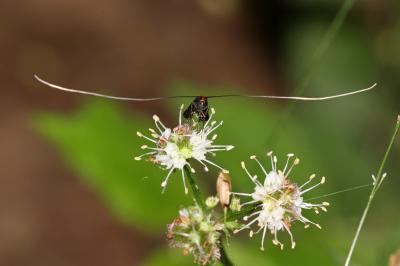  Adela australis (Heydenreich, 1851)