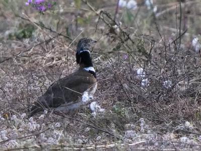 Outarde canepetière Tetrax tetrax (Linnaeus, 1758)