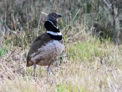 Outarde canepetière Tetrax tetrax (Linnaeus, 1758)