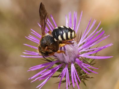  Rhodanthidium septemdentatum (Latreille, 1809)