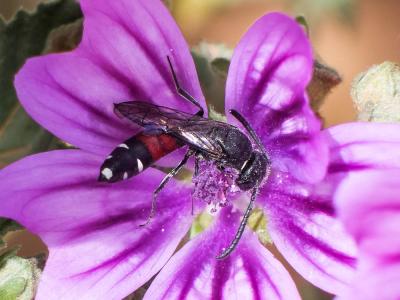  Sapyga quinquepunctata (Fabricius, 1781)