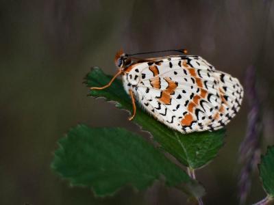 Mélitée orangée (La), Damier orangé (Le), Diane (L Melitaea didyma (Esper, 1778)