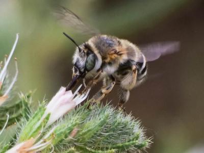 Anthophore agame Anthophora agama Radoszkowski, 1869