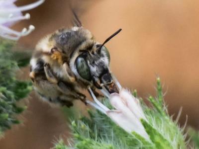 Anthophore agame Anthophora agama Radoszkowski, 1869
