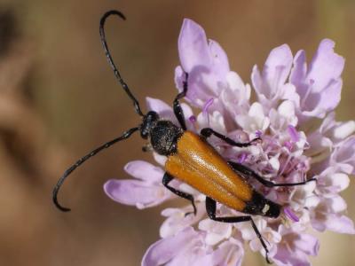 Lepture fauve Stictoleptura fulva (De Geer, 1775)