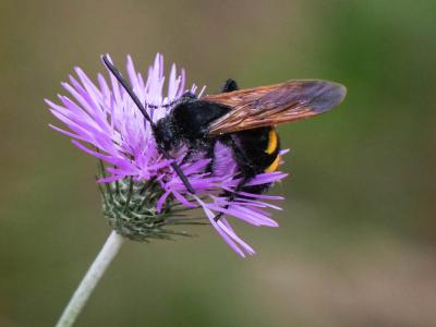  Megascolia maculata flavifrons (Fabricius, 1775)