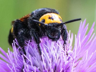  Megascolia maculata flavifrons (Fabricius, 1775)