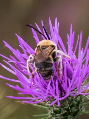  Eucera Scopoli, 1770
