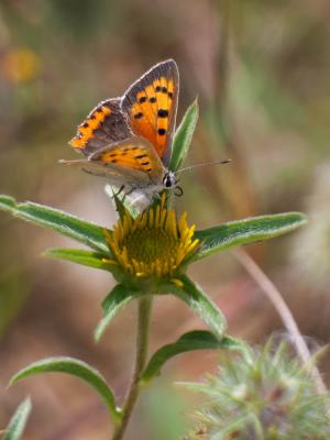 Cuivré commun (Le), Argus bronzé (L'), Bronzé (Le) Lycaena phlaeas (Linnaeus, 1760)