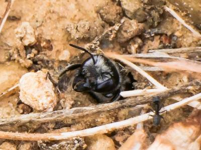  Hoplitis cristatula (van der Zanden, 1990)