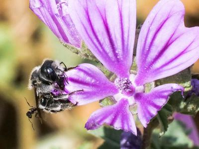  Hoplitis cristatula (van der Zanden, 1990)