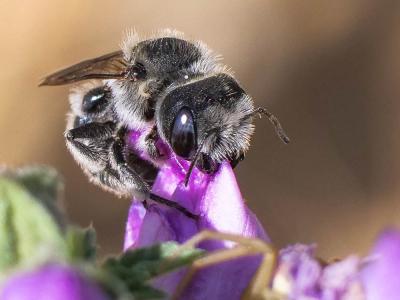  Hoplitis cristatula (van der Zanden, 1990)