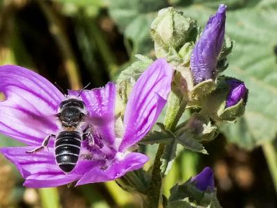  Hoplitis cristatula (van der Zanden, 1990)