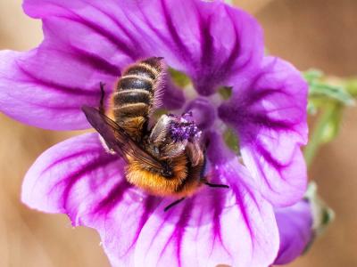  Hoplitis cristatula (van der Zanden, 1990)