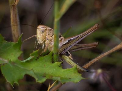  Platycleis Fieber, 1853