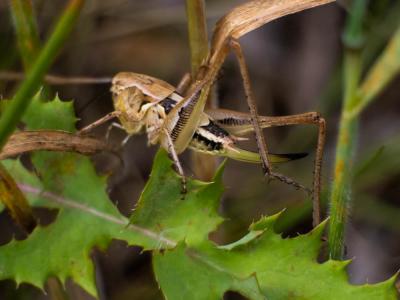  Platycleis Fieber, 1853