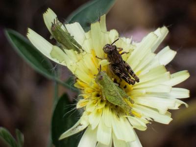 Criquet pansu Pezotettix giornae (Rossi, 1794)