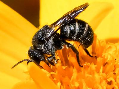  Stelis punctulatissima (Kirby, 1802)