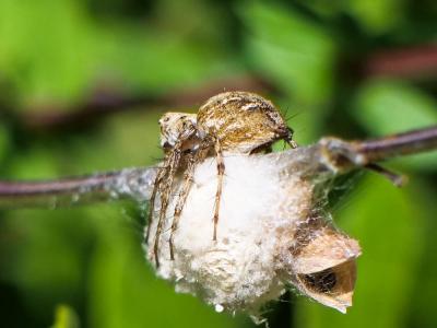 Araignée-lynx Oxyopes heterophthalmus (Latreille, 1804)