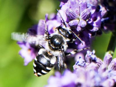  Ammobatoides scriptus (Gerstäcker, 1869)