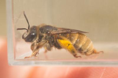 Eucère grise Eucera cineraria Eversmann, 1852