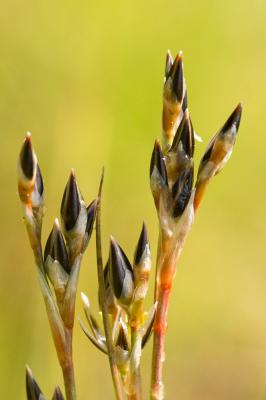 Jonc rude, Jonc raide, Brossière Juncus squarrosus L., 1753