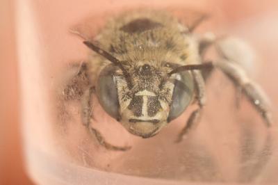 Amégille à joues blanches Amegilla albigena (Lepeletier, 1841)