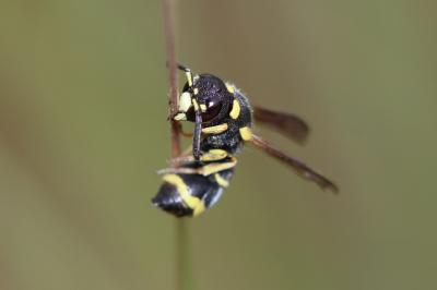  Alastor atropos Lepeletier, 1841