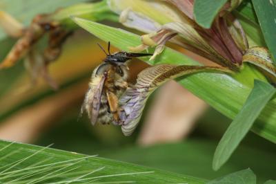 Anthophore commune, Anthophore plumeuse, Anthophor Anthophora plumipes (Pallas, 1772)