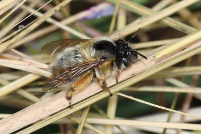 Anthophore commune, Anthophore plumeuse, Anthophor Anthophora plumipes (Pallas, 1772)