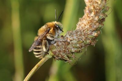 Anthophore cuissarde Anthophora femorata (Olivier, 1789)