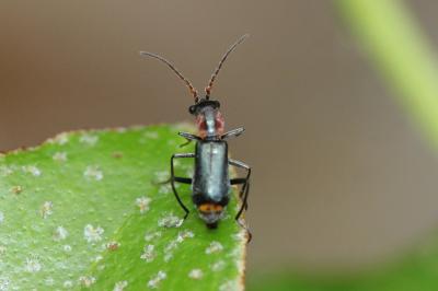  Cyrtosus cyanipennis (Erichson, 1840)