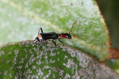  Cyrtosus cyanipennis (Erichson, 1840)