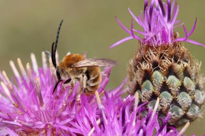 Eucère taurique Eucera taurica Morawitz, 1871