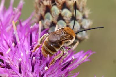 Eucère taurique Eucera taurica Morawitz, 1871