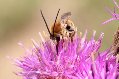 Eucère taurique Eucera taurica Morawitz, 1871