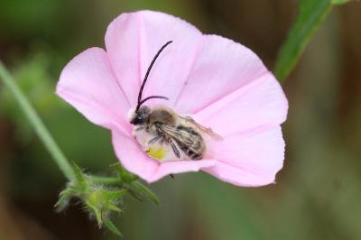  Eucera Scopoli, 1770