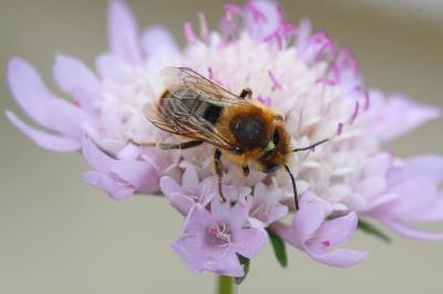 Hoplitis bisulca (Gerstäcker, 1869)