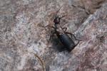  Anechura bipunctata (Fabricius, 1781)