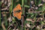 Mélitée du Plantain (La), Déesse à ceinturons (La) Melitaea cinxia (Linnaeus, 1758)