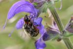  Osmia aurulenta (Panzer, 1799)