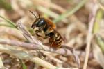  Osmia aurulenta (Panzer, 1799)