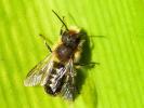  Osmia Panzer, 1806