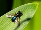  Chloromyia formosa (Scopoli, 1763)